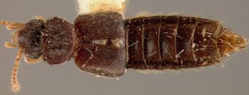 Media type: image;   Entomology 27477 Aspect: habitus dorsal view